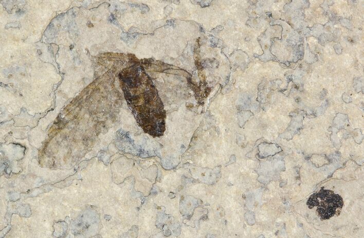 Fossil March Fly (Plecia) - Green River Formation #47158